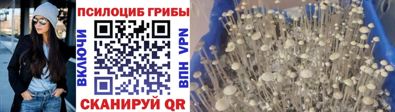 как найти   Архангельск  omg   Галлюциногенные грибы прущие грибы 